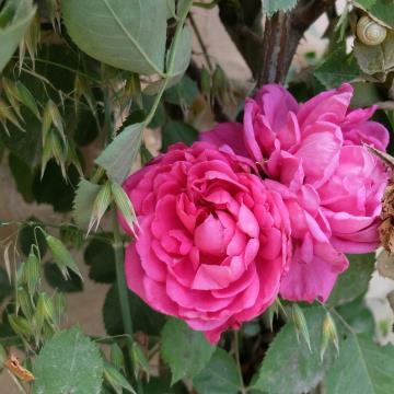 Ravne 3 DSCF2787